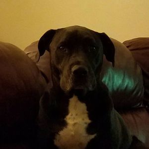 Meet your Posher, George